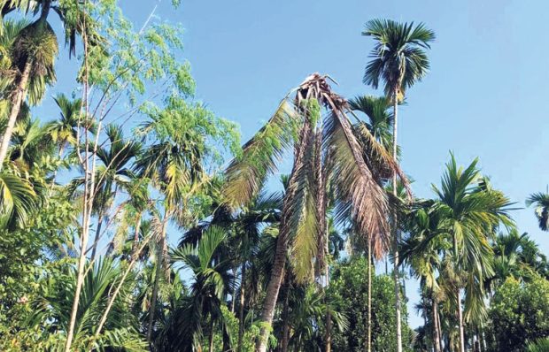 ಸಾಯುತ್ತಿರುವ ತೆಂಗಿನ ಮರಗಳು; ಅಧಿಕಾರಿಗಳ ಭೇಟಿ, ಪರಿಶೀಲನೆ