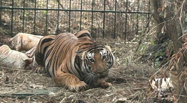 Mysore: A Tiger Fell to cage