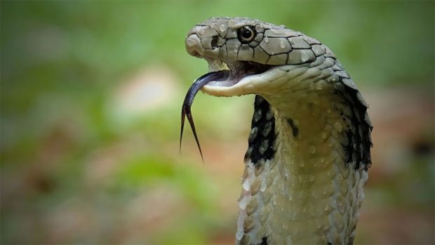 Snake ಕಡಿತ: ಘೋಷಿತ ಕಾಯಿಲೆ ಪಟ್ಟಿಗೆ ಸೇರ್ಪಡೆ