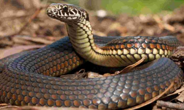 Snake bites: ಹಾವು ಕಡಿದರೆ ಇನ್ನು ಹೆದರಬೇಕಾದ ಅವಶ್ಯಕತೆ ಇಲ್ಲ