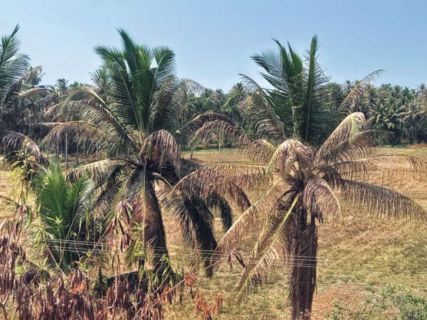 Coconut ಮರಗಳಿಗೆ ಕೀಟ ಬಾಧೆ: ಕರಟಿ, ಉದುರುವ ಗರಿಗಳು,ಮರವೇ ನಶಿಸುವ ಭೀತಿ