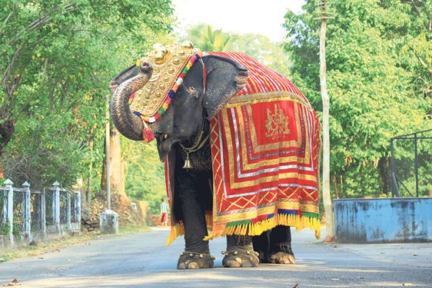 Elephant Death: ಶ್ರೀಕ್ಷೇತ್ರ ಧರ್ಮಸ್ಥಳದ ಆನೆ ಲತಾ ಇನ್ನಿಲ್ಲ