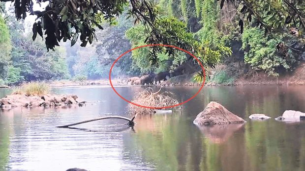 ಪಯಸ್ವಿನಿಯಲ್ಲಿ ಕಾಡಾನೆ ಹಿಂಡು !