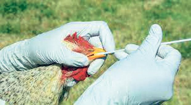 Kerala Bird Flu: ದಕ್ಷಿಣ ಕನ್ನಡ ಜಿಲ್ಲೆಯ ಗಡಿಯಲ್ಲಿ ನಿಗಾ