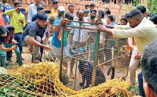 ಎಡಪದವಿನಲ್ಲಿ ಬಾವಿಗೆ ಬಿದ್ದ ಅಪರೂಪದ ಕರಿಚಿರತೆಯ ರಕ್ಷಣೆ