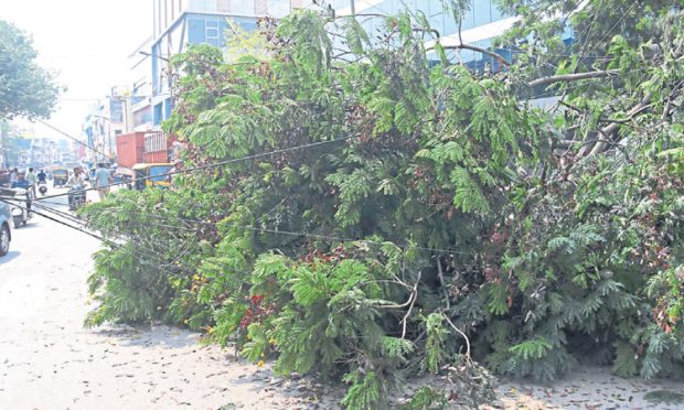 Bengaluru rain: ಮಳೆಗೆ ವಿದೇಶಿ ತಳಿ ಮರಗಳೇ ಹೆಚ್ಚು ಧರೆಗೆ