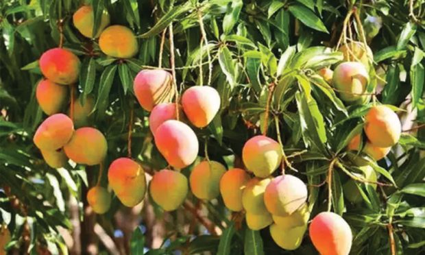 Mangoes: ಹಣ್ಣುಗಳ ರಾಜ ಮಾವು ಈ ಬಾರಿ ದುಬಾರಿ