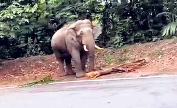 Wild Elephant ಚಾರ್ಮಾಡಿಯಲ್ಲಿ ನಿತ್ಯ ಕಾಡಾನೆ ದರ್ಶನ!