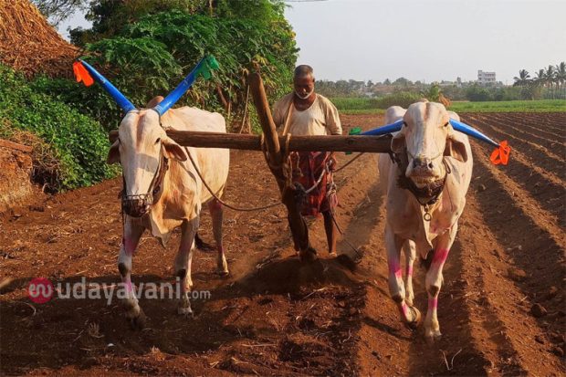 Rabkavi-Banhatti; ರೋಹಿಣಿ ಮಳೆ ಒಲಿದರೆ ರೈತನ ಬಾಳೇ ಬಂಗಾರ