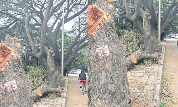 Bengaluru: ಉಪನಗರ ರೈಲು; 32,000 ಮರಕ್ಕೆ ಕುತ್ತು: ಪರಿಸರ ಪ್ರೇಮಿಗಳ ಆಕ್ರೋಶ