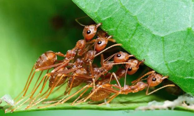 9-ants