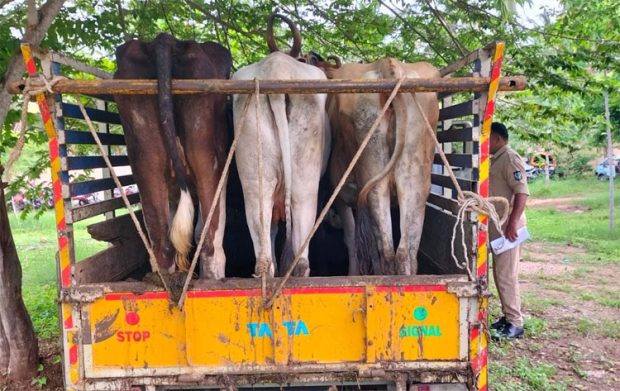 Gundlupete ಕಸಾಯಿ ಖಾನೆಗೆ ಅಕ್ರಮವಾಗಿ 5 ಜಾನುವಾರು ಸಾಗಾಟ: ಆರೋಪಿಯ ಬಂಧನ