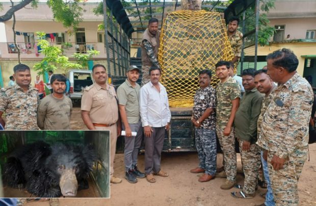 ಗುಂಡ್ಲುಪೇಟೆ: ಕಾಡಿನಿಂದ ನಾಡಿಗೆ ಬಂದ ಕರಡಿಯನ್ನು ಸೆರೆ ಹಿಡಿದ ಅರಣ್ಯ ಅಧಿಕಾರಿಗಳು