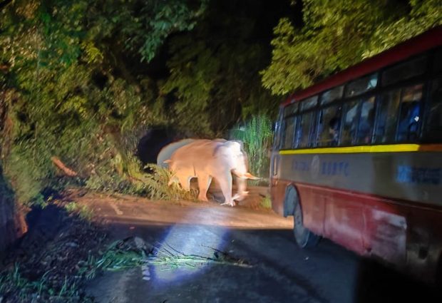 Elephant: ಚಾರ್ಮಾಡಿಯಲ್ಲಿ ಸರ್ಕಾರಿ ಬಸ್ಸಿಗೆ ಅಡ್ಡ ಬಂದ ಕಾಡಾನೆ… ಕಂಗಾಲಾದ ಪ್ರಯಾಣಿಕರು