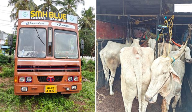 Container ವಾಹನದಲ್ಲಿ ಅಕ್ರಮವಾಗಿ ಜಾನುವಾರು ಸಾಗಾಟ… ಓರ್ವ ಬಂಧನ, ಜಾನುವಾರು ರಕ್ಷಣೆ