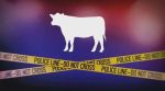 Dendoor Katte: 2 cows, 1 calf found illegally transported in separate cases