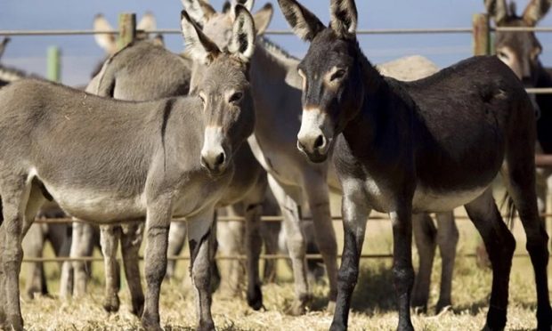 Donkeys: ಪಾಕ್‌ನಲ್ಲಿ ಕತ್ತೆಗಳ ಸಂಖ್ಯೆ 59 ಲಕ್ಷ ಕ್ಕೇರಿಕೆ: ಆರ್ಥಿಕ ಸಮೀಕ್ಷೆ ವರದಿ
