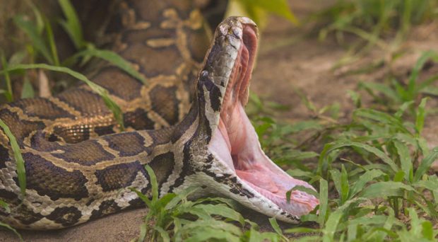 A missing woman was found in the stomach of a python!