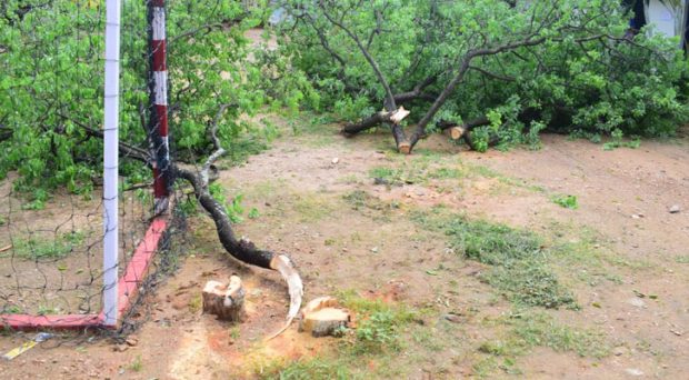 Mandya: Theft of sandal trees from school premises after threatening security guards