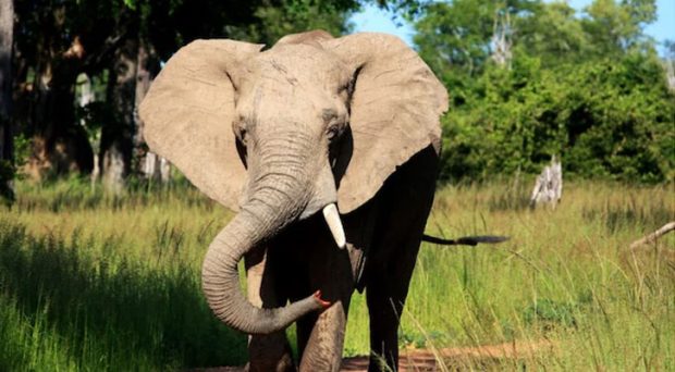 Elephant In Zambia Pulls US Tourist Out Of Safari Vehicle