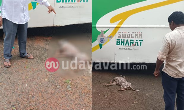 Stray dog: ಉಡುಪಿ ನಗರದಲ್ಲಿ ಬೀದಿ ನಾಯಿಯ ಕ(ಹು)ಚ್ಚಾಟ  