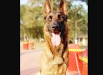 Police Dog ಮಡಿಕೇರಿ: ಕಳ್ಳನನ್ನು ಪತ್ತೆಹಚ್ಚಿದ ಪೊಲೀಸ್‌ ಶ್ವಾನ