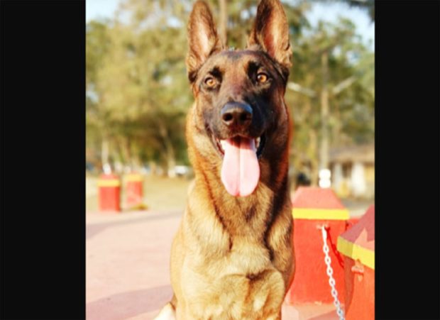 Police Dog ಮಡಿಕೇರಿ: ಕಳ್ಳನನ್ನು ಪತ್ತೆಹಚ್ಚಿದ ಪೊಲೀಸ್‌ ಶ್ವಾನ