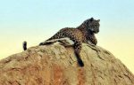 Leopard: ಹಂಪಿಯಲ್ಲಿ ಪದೇ ಪದೇ ಕಾಣಿಸಿಕೊಳ್ಳುವ ಚಿರತೆ… ಪ್ರವಾಸಿಗರಲ್ಲಿ ಆತಂಕ