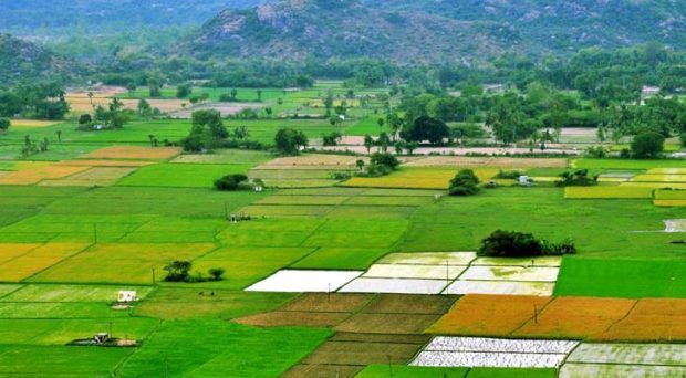 Budget Opinion; ಬೆಳೆಗಳಿಗೆ ಬೆಂಬಲ ಬೆಲೆಗೆ ಕೃಷಿ ಬೆಲೆ ನೀತಿ ರೂಪಿಸಬೇಕಿತ್ತು