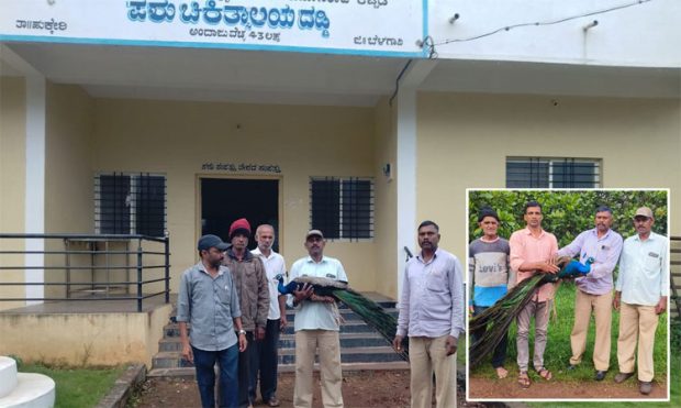 Peacock ಗಾಯಗೊಂಡ ನವಿಲಿಗೆ ಚಿಕಿತ್ಸೆ