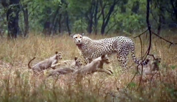 Kuno National Park: ಕುನೋದಲ್ಲಿ ಮಳೆ ವೇಳೆ ಚೀತಾ ಮರಿಗಳ ಆಟದ ವಿಡಿಯೋ ವೈರಲ್‌