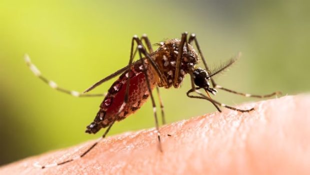 Dengue ರಾಜ್ಯದಲ್ಲಿ ಡೆಂಗ್ಯೂ ನಿಯಂತ್ರಣಕ್ಕೆ ಸಿವಿಕ್‌ ಬೈಲಾ!