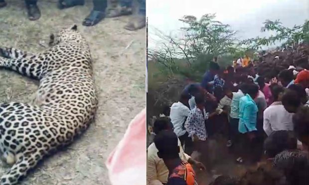 Leopard Attack; ದಾಳಿ ಮಾಡಿದ್ದ ಚಿರತೆಯನ್ನೇ ಕೊಂದ ಗ್ರಾಮಸ್ಥರು