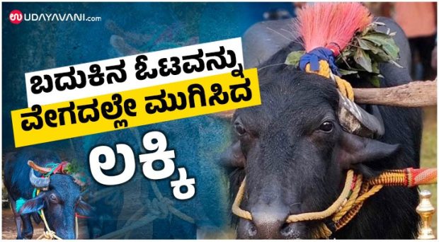 Kambala; ಮೊದಲ ಓಟದಲ್ಲೇ ಪ್ರಶಸ್ತಿ ಗೆದ್ದಿದ್ದ ‘ಲಕ್ಕಿ’ ಅದೇ ಅವರಸರದಲ್ಲಿ ಹೊರಟು ಹೋದ