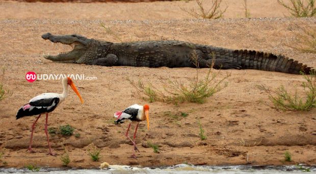 Manvi; A crocodile was spotted on the banks of the Tungabhadra river