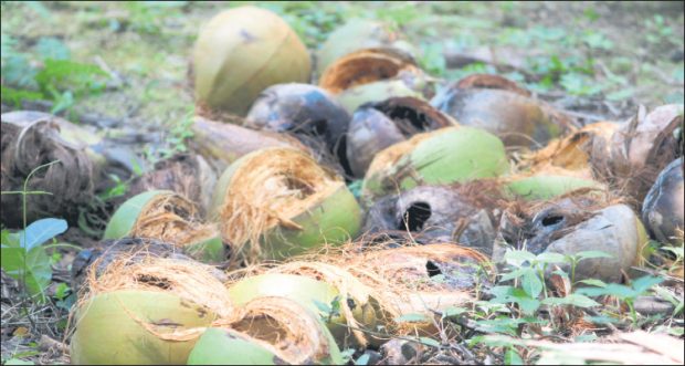 Puttur: ಕೋತಿ ಕಾಟಕ್ಕೆ ಕೃಷಿಕರು ಸುಸ್ತು! ಏರ್‌ಗನ್‌ಗೆ ಕ್ಯಾರೇ ಇಲ್ಲ!