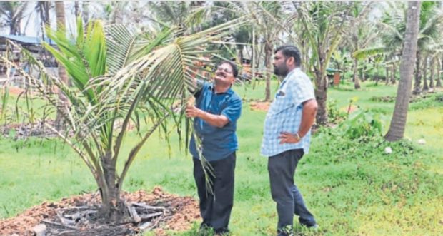 Kundapura: ತೆಂಗಿಗೆ ಕಪ್ಪು ತಲೆ ಹುಳ ಬಾಧೆ