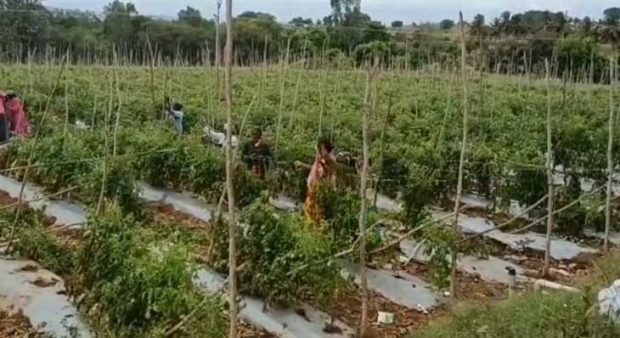 ಮುಧೋಳ: ಪ್ರವಾಹ-ತರಕಾರಿ ಮಾರಲು ದಾರಿ ಕಟ್‌