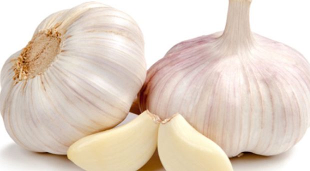 Garlic