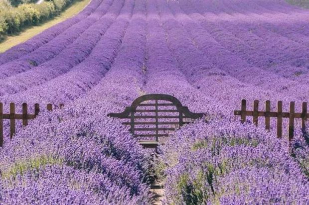 Lavender Fields: ಎಂತಹ ರಮಣೀಯ ದೃಶ್ಯ…ಭೂಲೋಕದ ಸ್ವರ್ಗ ಕಸ್ಟೆಲ್ಲಿನ ಮಾರಿತ್ತಿಮ