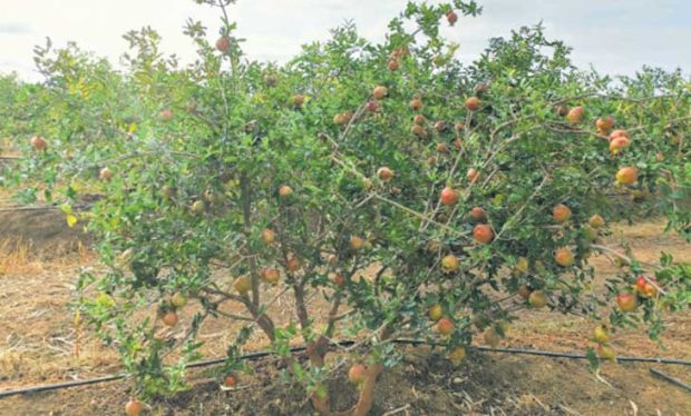 ರೋಣ: ದಾಳಿಂಬೆ ಭರ್ಜರಿ ಫಸಲಿನ ನಿರೀಕ್ಷೆಯಲ್ಲಿ ರೈತ