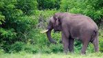 Wild Elephant ಮಲೆನಾಡಲ್ಲಿ ಮತ್ತೆ ಹೆಚ್ಚಾದ ಕಾಡಾನೆ ಕಾಟ