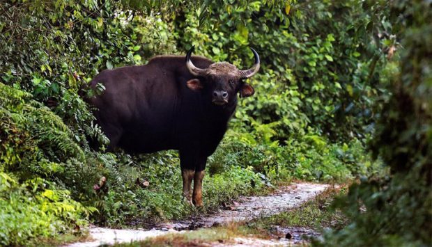 Madikeri ತಿತಿಮತಿಯಲ್ಲಿ ಕಾಡುಕೋಣ ದಾಳಿ: ವ್ಯಕ್ತಿಗೆ ಗಂಭೀರ ಗಾಯ