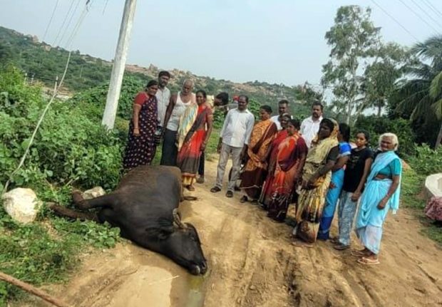 Gangavathi: ನೀರು ಕುಡಿಯಲು ಹೋದ ವೇಳೆ ವಿದ್ಯುತ್ ಪ್ರವಹಿಸಿ ಎಮ್ಮೆ ಸಾವು