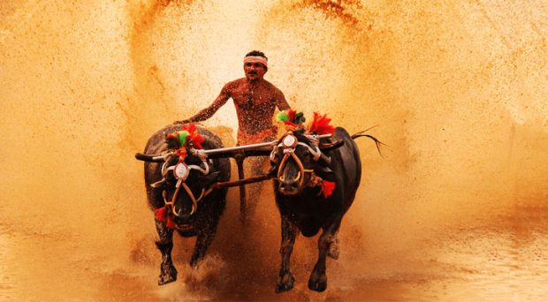 Kambala Season; ಅ.26ರಂದು ಬೆಂಗಳೂರಲ್ಲಿ, ಎ.19ರಂದು ಶಿವಮೊಗ್ಗ ಕಂಬಳ