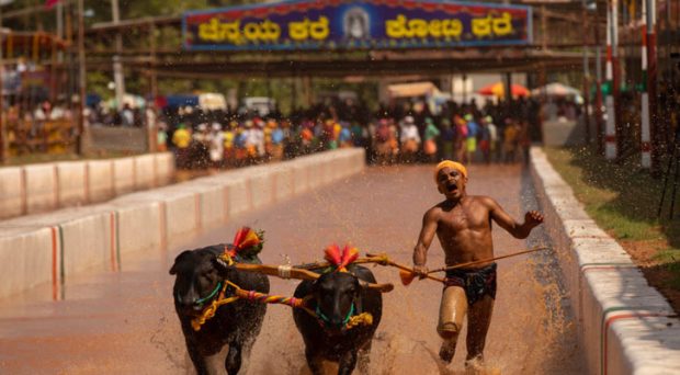 kambala