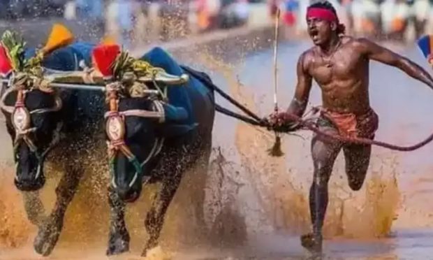 kambala