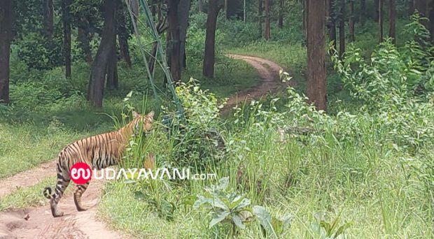 Tiger Safari: ನಾಗರಹೊಳೆ ಉದ್ಯಾನ ರಸ್ತೆಯಲ್ಲಿಅಪರೂಪಕ್ಕೆ ಹುಲಿ ಪ್ರತ್ಯಕ್ಷ!