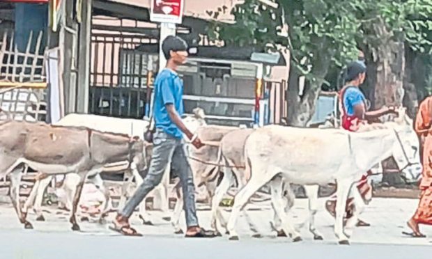 Donkey milk: ಬೊಂಬೆನಗರಿಯಲ್ಲಿ ಕತ್ತೆ ಹಾಲಿಗೆ ಬೇಡಿಕೆ!