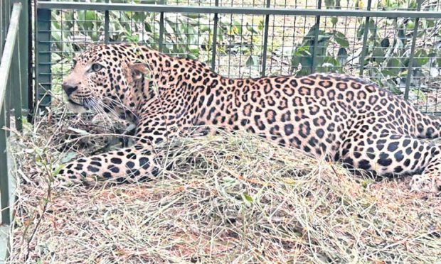 Bengaluru: ಎಲೆಕ್ಟ್ರಾನಿಕ್‌ ಸಿಟಿಯಲ್ಲಿ ಓಡಾಡುತ್ತಿದ್ದ ಚಿರತೆ ಸೆರೆ!